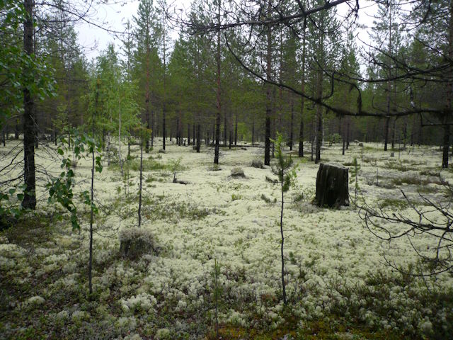 Altmeppen russische Uhren - Landschaft in Karelien